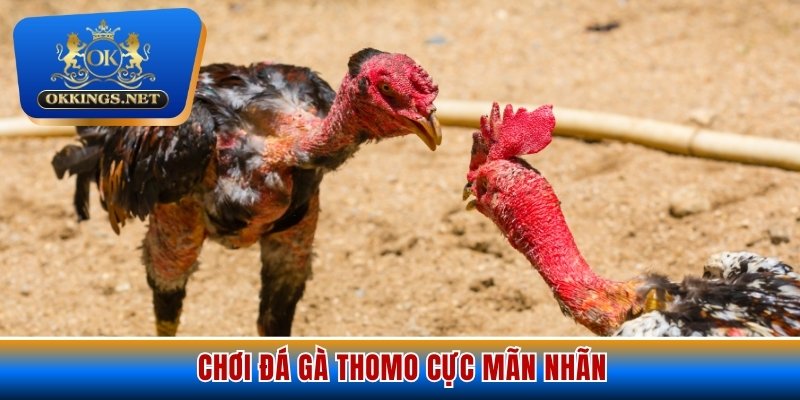 Chơi đá gà Thomo cực mãn nhãn