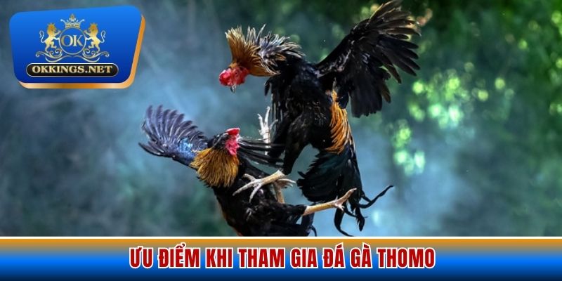 Ưu điểm khi tham gia đá gà Thomo