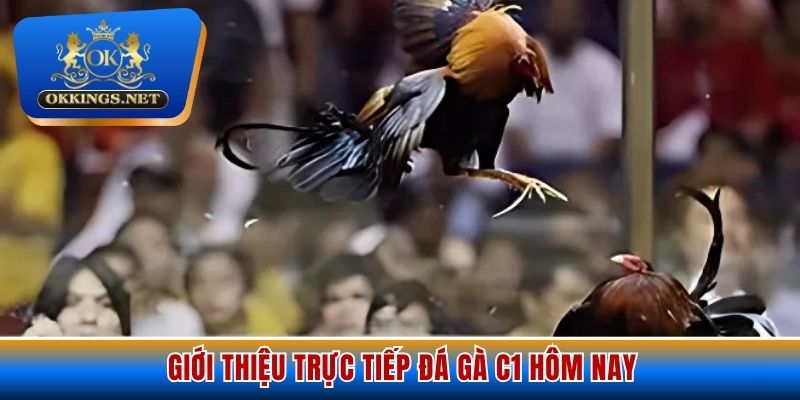 Giới thiệu trực tiếp đá gà C1 hôm nay