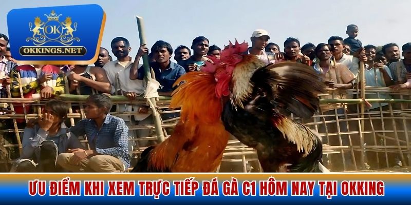 Ưu điểm khi xem trực tiếp đá gà C1 hôm nay tại Okking